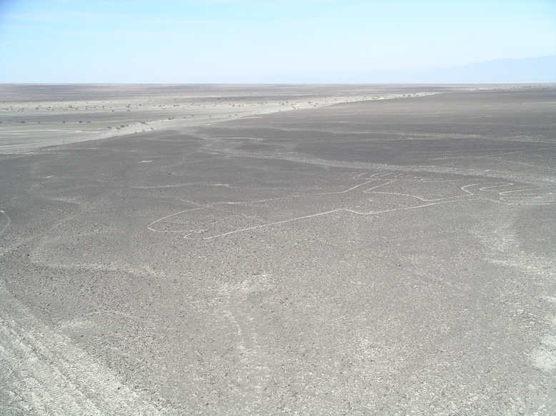 el arbol desde el mirador de la torre